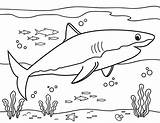 Shark Printable Coloring Page  BrynleetuRice sketch template