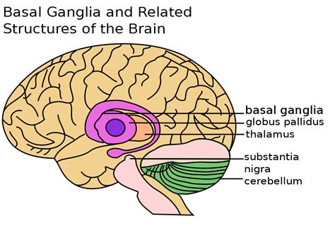 Difference Between Basal Ganglia and Cerebellum | Compare the ...