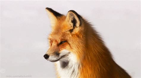 Fox Animated GIF