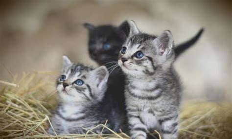 The Best Ways to Care for Stray Kittens - Reality Paper