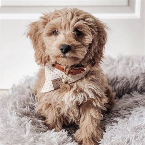 Types of Cockapoo Colors - With Pictures! (2024) - We Love Doodles