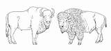 Dibujos De bisonte Para Colorear  Vsun sketch template