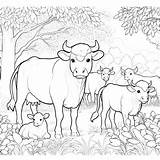 Cow Coloring Pages 10  Gem sketch template
