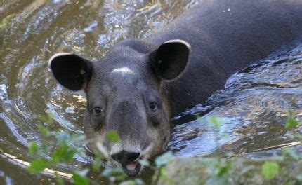 Baird’s Tapir | The Animal Facts | Appearance, Diet, Habitat, Behavior