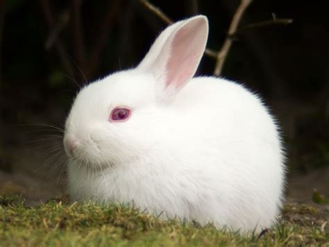 True Albino | 【CC BY】ウサギ | Albino rabbit, Rabbit, Rabbit nose