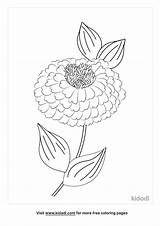 Free Zinnia Coloring Page  Printables Kidadl sketch template