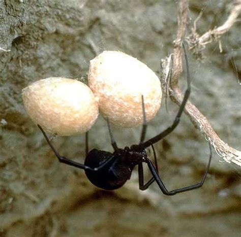 Black Widow Spider | Animal Wildlife