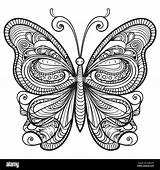 Doodle Ornate Butterfly Adult Coloring Page Template Stock Vector  sketch template