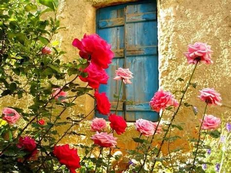 Doors & Flowers & Windows