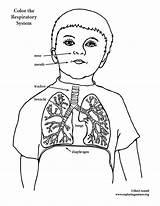 Respiratory System Coloring Sheet sketch template