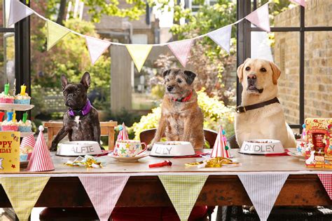 Dog Party Ideas | PetPlate