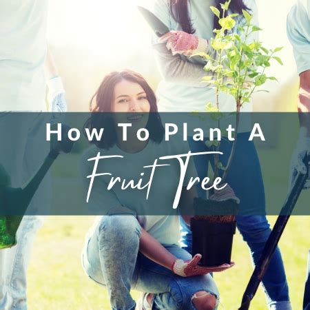 How to Plant a Fruit Tree – ViNE Permaculture