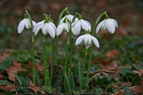 File:Snowdrop bells.jpg - Wikipedia