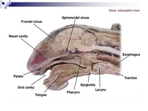 Cat dissection lab_labeled_images