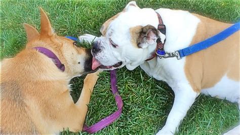 Two Cute Dogs Kissing