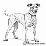 Greyhound Coloring Pages  Free & Printable sketch template