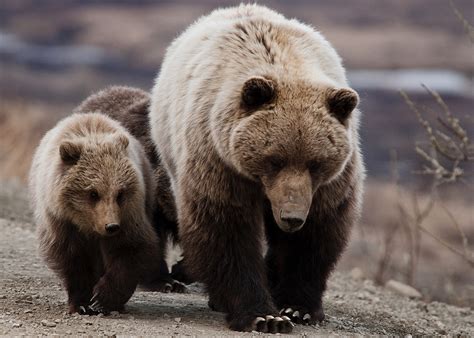 Los osos pardos están perdiendo sus garras y los científicos no saben por qué