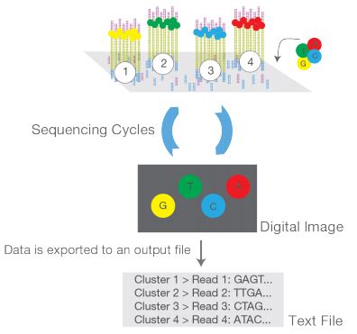 illumina-output | Next Generation Sequencing and Bioinformatics Data ...