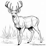Whitetail Deer Coloring Pages sketch template