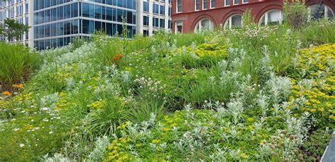 The Roof Is Growing! | Explore the Benefits of a Green Roof