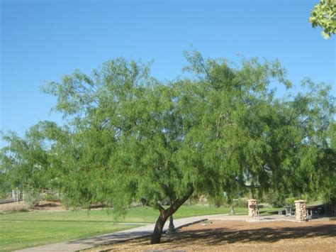 Seed of the Week: Honey Mesquite – Growing With Science Blog