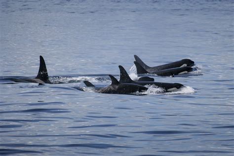 The Amazing Arctic Animals of Greenland