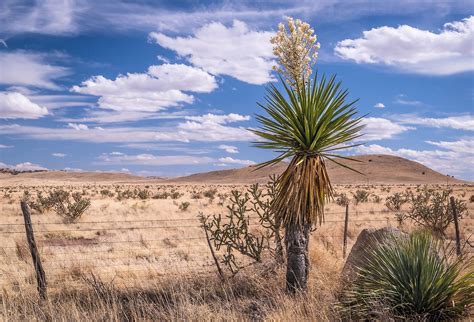 Chihuahuan Desert - WorldAtlas