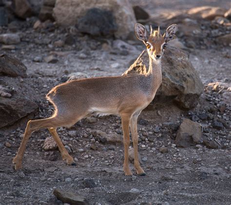 5 Curious facts about the dik-dik - Africa Geographic