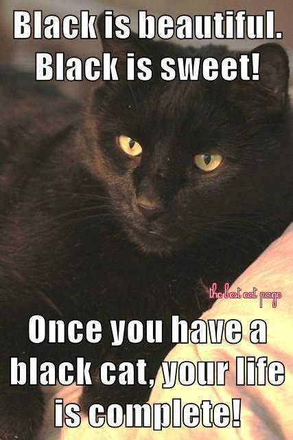 Pin by Elena Swinney on Beautiful Black Cats | Black cat quotes, Black cat lover, Black cats rock