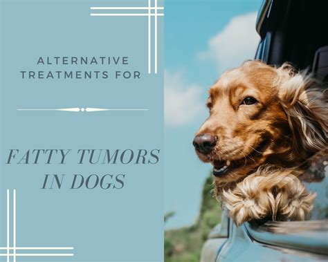 Alternative Treatments for Fatty Tumors in Dogs - PetHelpful