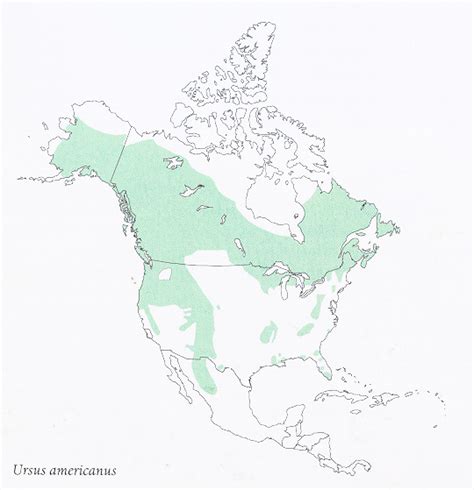 Ursus americanus range map; Black Bear