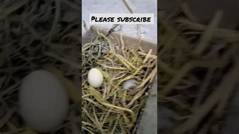 Bantam laying her first egg 🥚 - YouTube