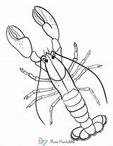 Printable Realistic Lobster Coloring Page sketch template