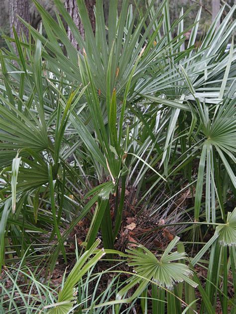 Cold Hardy Needle Palm Tree (rhapidophyllum hystrix) – Urban Tropicals