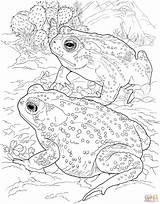 Toad Coloring Pages Online For Kids sketch template
