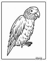 Parrot Coloring Pages Free PDF Printables  Simply Love Coloring sketch template