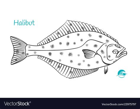 Halibut hand-drawn Royalty Free Vector Image - VectorStock