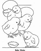 Baby Chick Coloring Sheet Pages sketch template