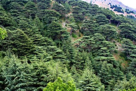 Cedar forest in Lebanon stock photo. Image of mediterranean - 57304184