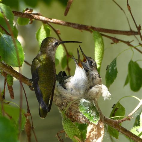 Saturday's Hummingbird Nest 1 | 1. Mom Feeding 2. First Baby… | Flickr