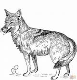 Coyote coloring Page  Free Printable Coloring Pages sketch template