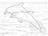 Two Atlantic Bottlenose Dolphins coloring Page  Free Printable sketch template