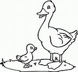 Coloring Page Of Ducks  Home sketch template