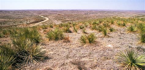 Great Plains Plants