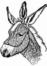 Realistic Donkey Coloring Page · Creative Fabrica sketch template