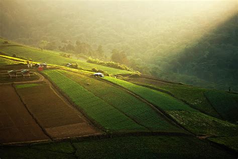 The Fine Cabbage Field Photograph by Vichienrat Jangsawang - Fine Art America