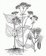 Botany Coloring Pages  Home sketch template