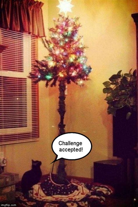 Cats and Christmas trees - Imgflip