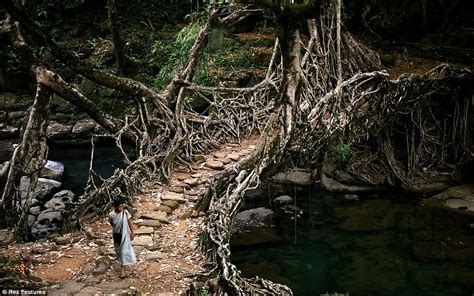 Meghalaya villagers create 'living' bridges by training roots across a ...