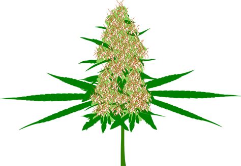 Cannabis Bud Marijuana · Images vectorielles gratuites sur Pixabay